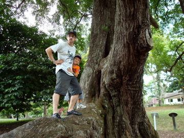 Peter Zen tree