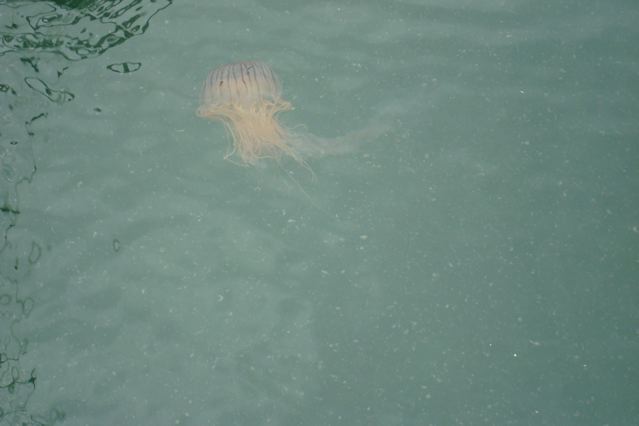 Only one of the 100,000 jellyfish we saw...