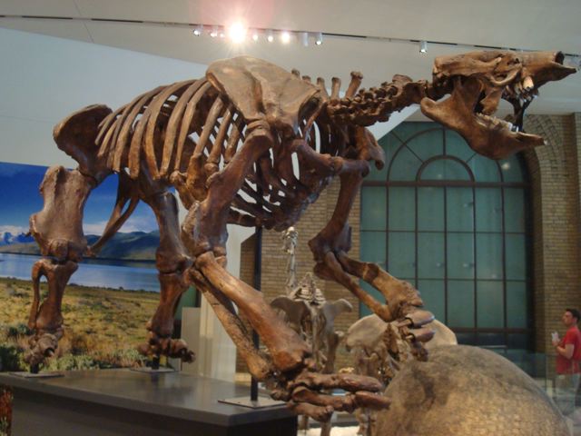 Giant sloth skeleton