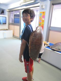 Zen wears a tortoiseshell at the newly-renovated Himeji Aquarium