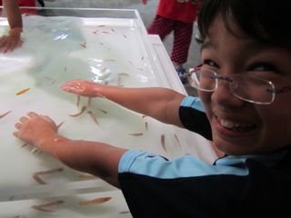 Fish nibble at Zen's flesh at the newsly-renovated Himeji Aquarium