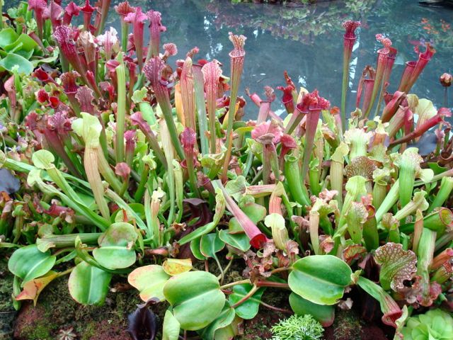 Freak flower - pitcher plant