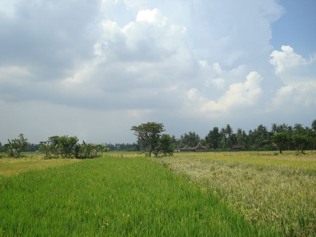 View of neighbouring fields from our back yard.