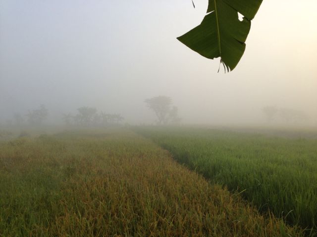 Morning mist at Rumah Tumbi. Love it...