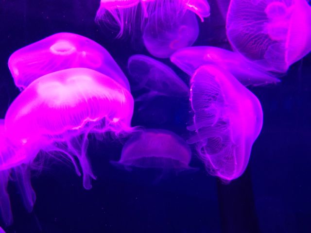 Jellyfish!!