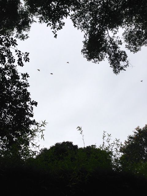 A flock of cockatiels